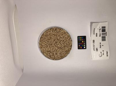 Click for 1 image(s) for this accession. SEED